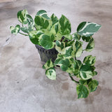 Epipremnum aureum 'NJoy' (Money Plant) in Ø12CM Pot