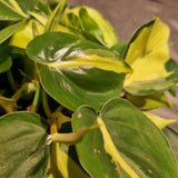 Philodendron scandens 'Variegated' in Ø12CM Pot