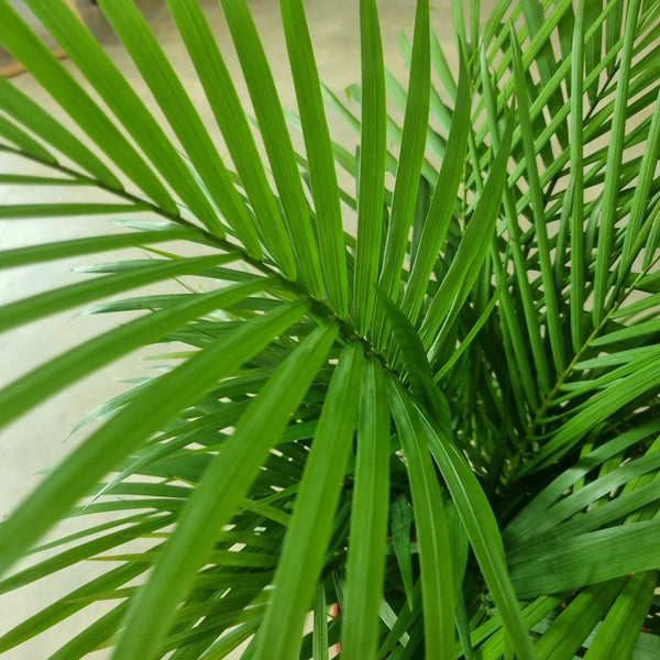 Java Palm in Ø17CM Pot | Shop Online at Ban Nee Chen Nursery