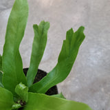 Asplenium 'Crissie Amy' in Ø8CM Pot