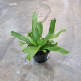 Asplenium 'Crissie Amy' in Ø8CM Pot