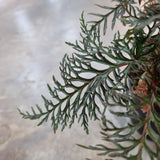 Begonia bipinnatifida in Ø12CM Pot