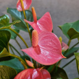 Anthurium Pink in Ø12CM Pot