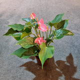 Anthurium Pink in Ø12CM Pot