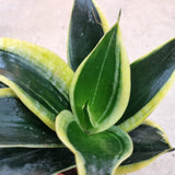 Sansevieria 'Black star' in Ø8CM Pot