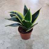 Sansevieria 'Black star' in Ø8CM Pot