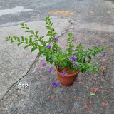 Duranta erecta in Ø25CM Pot