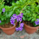 Duranta erecta in Ø25CM Pot