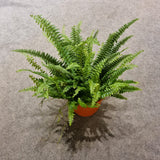 Boston Fern in Ø15CM Pot