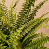 Boston Fern in Ø15CM Pot