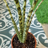 Alocasia zebrina in Ø15CM Pot