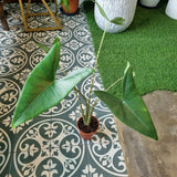 Alocasia zebrina in Ø15CM Pot