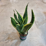 Sansevieria 'Futura Superba' in Ø12CM Pot