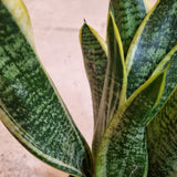 Sansevieria 'Futura Superba' in Ø12CM Pot