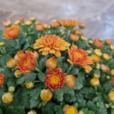 Chrysanthemum 菊花