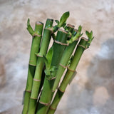 Lucky Bamboo Straight 富貴竹