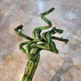 Lucky Bamboo Curly 转运竹