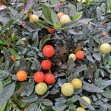 Solanum pseudocapsicum (Christmas Cherry) in Ø30CM Pot