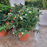 Solanum pseudocapsicum (Christmas Cherry) in Ø30CM Pot