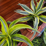 Dracaena fragrans Variegated Mixed in Ø12CM Pot