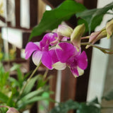 Mini Dendrobium in Shell (Hanging)