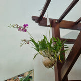 Mini Dendrobium in Shell (Hanging)