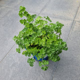 Curly Parsley in Ø15CM Pot