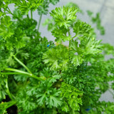 Curly Parsley in Ø15CM Pot