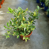 Variegated Lime in Ø25CM Pot