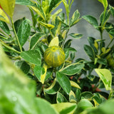 Variegated Lime in Ø25CM Pot