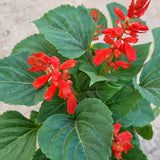 Red Salvia in Ø17CM Pot