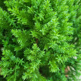 Chinese Juniper in Ø26CM Pot