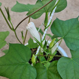 Ipomoea tricolor (Morning glory) in Ø22CM Pot