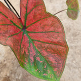 Caladium 'Red Sun' in Ø12CM Pot