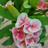 Euphorbia (Thai) in Ø15CM Pot