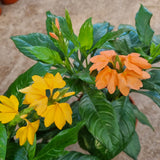 Crossandra in Ø15CM Pot