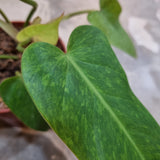 Philodendron 'Painted Lady' in Ø12CM Pot