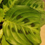 Maranta kerchoveana (Prayer Plant) in Ø15CM Pot