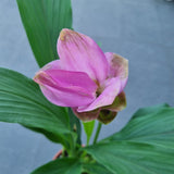 Curcuma alismatifolia (Siam Tulip) Ø17CM Pot