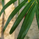 Yellow Palm in Ø26CM Pot