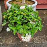 Ixora in Ø26CM Pot