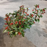 Nematanthus Orange/Red 'Herens' (Gold Fish Plant) in Ø15CM Pot