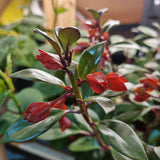 Nematanthus Orange/Red 'Herens' (Gold Fish Plant) in Ø15CM Pot