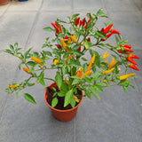 Chilli Padi in Ø15CM Pot