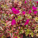 Portulaca Variegated 'Batik' (Japanese Rose) in Ø15CM Pot