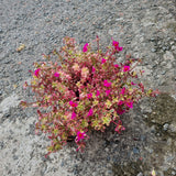 Portulaca Variegated 'Batik' (Japanese Rose) in Ø15CM Pot