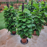 Epipremnum aureum (Money Plant) with pole