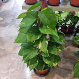 Epipremnum aureum (Money Plant) with pole