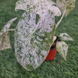 Alocasia macrorrhiza Variegated Splash in Ø9CM Pot