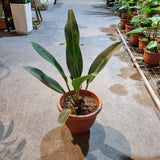 Anthurium 'Jungle Bush'